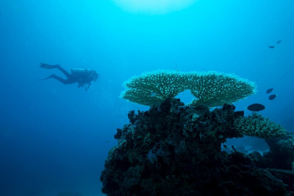 Dalla Malesia al Madagascar: i resort più spettacolari per il diving di lusso