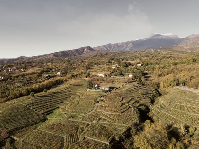Dalla vigna alla cantina: dove nasce la qualità di un grande vino