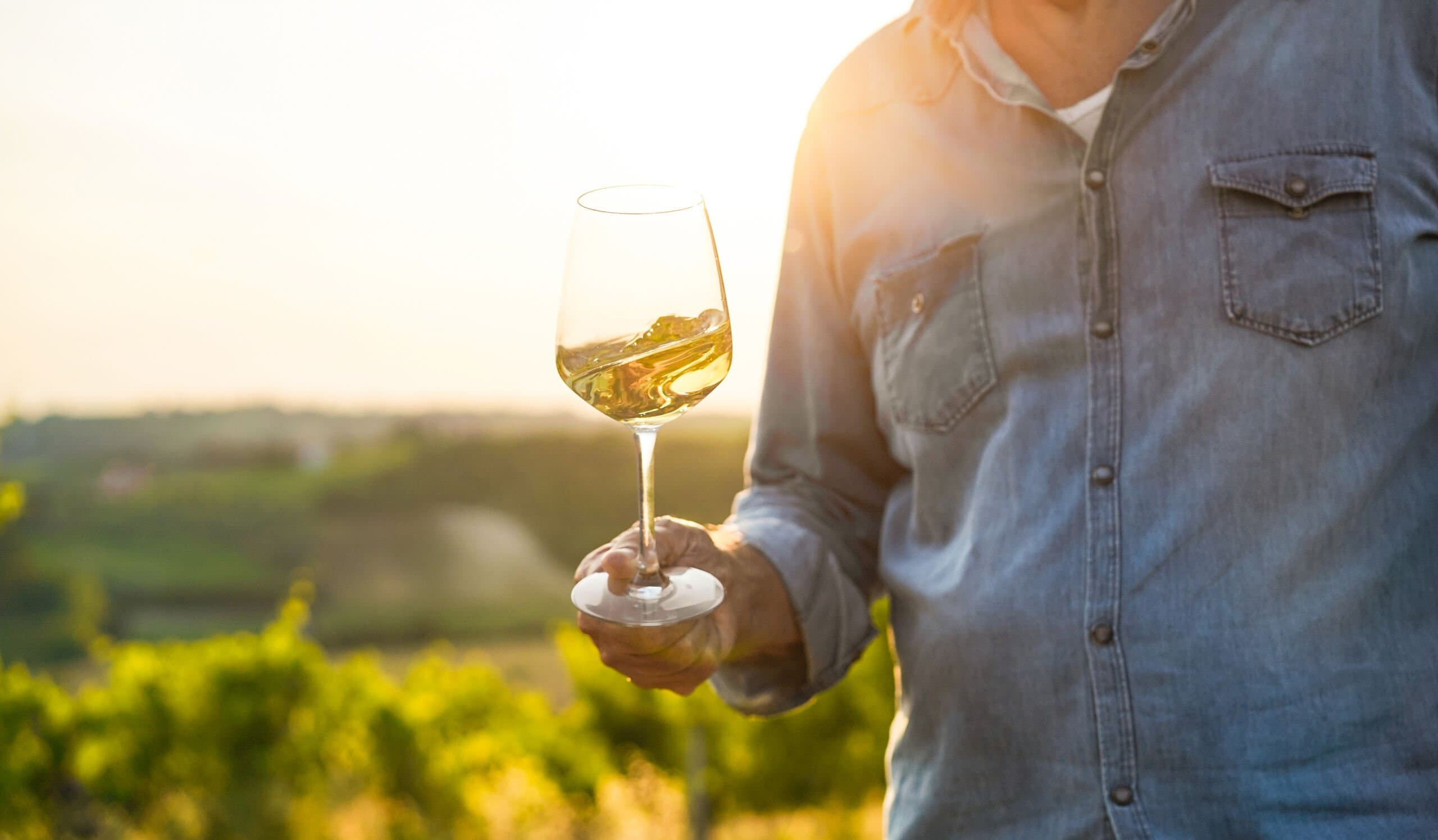 Precisione, verticalità, longevità: il manifesto di Borgo Paglianetto per il Verdicchio del futuro